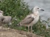 Caspian Gull at Paglesham Lagoon (Steve Arlow) (158902 bytes)